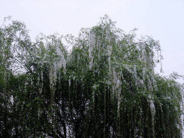 柳絮杨花诗词精选五十一首 二月杨花轻复微,春风摇荡惹人衣