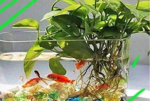 绿萝养不好,直接扔鱼缸里!3个好处,简单成"瀑布"!