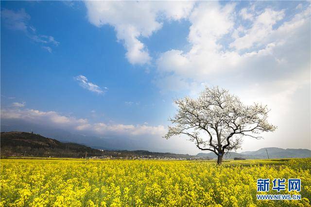 高黎贡山下的腾冲心花怒放 游客纷纷到此处"打卡"留念
