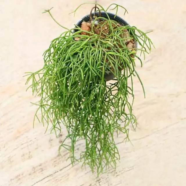 每日一花 | 丝苇,长得像光棍树,却有极好的柔韧性!