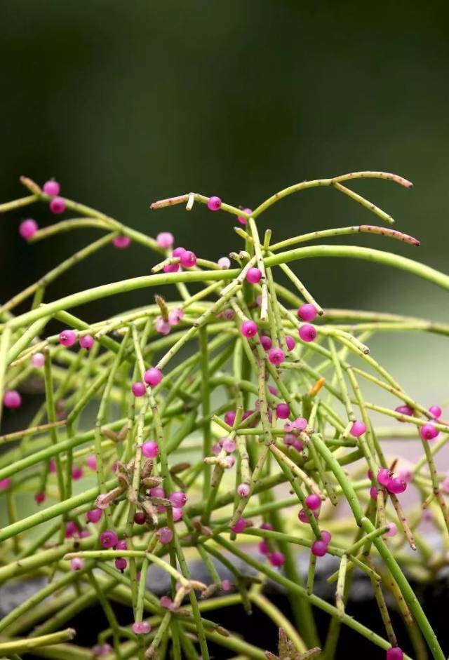 每日一花 | 丝苇,长得像光棍树,却有极好的柔韧性!