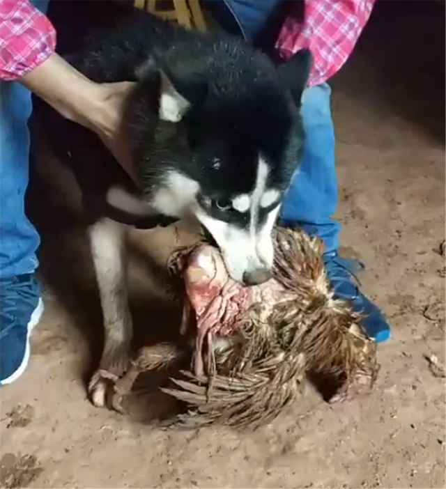 原创二哈回乡下偷鸡,咬住鸡不撒嘴,狗:今晚改善一下伙食