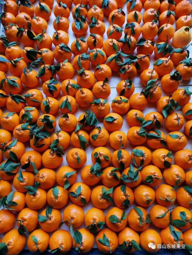 眉山春橘|四川首个标准化果品处理中心落户彭山!