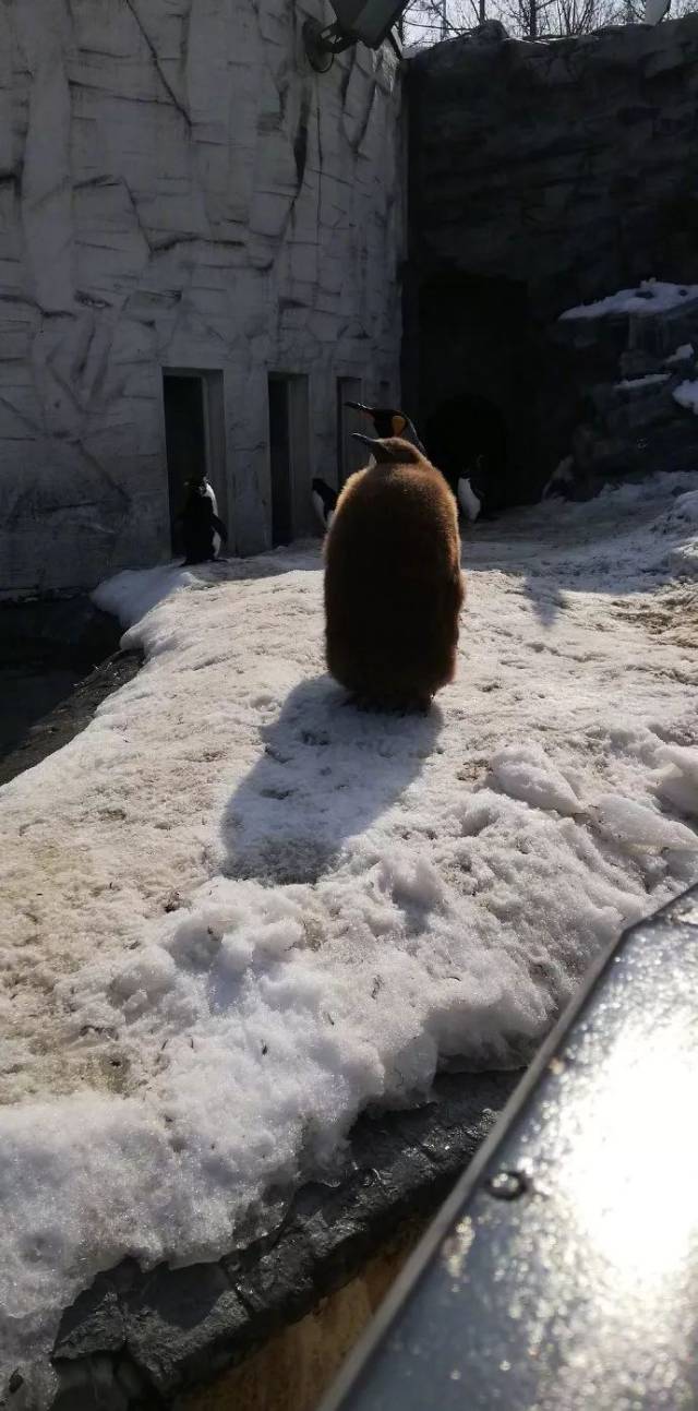 这个王企鹅宝宝长得像个猕猴桃似的一看就很甜