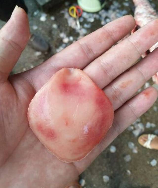 鱼惊石开片,比老蜜蜡还漂亮?