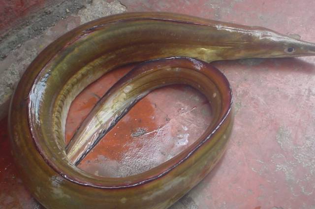 71,百吉海鳗(褐海鳗)