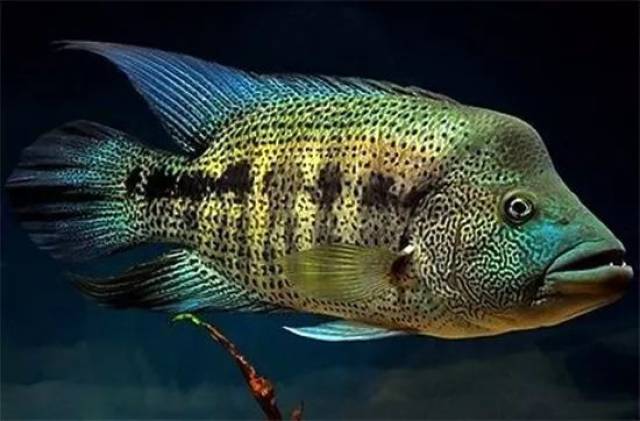 被称为美鲷王的凶狠狼鲷,打爆美洲慈鲷,还硬扛食人鱼找存在感