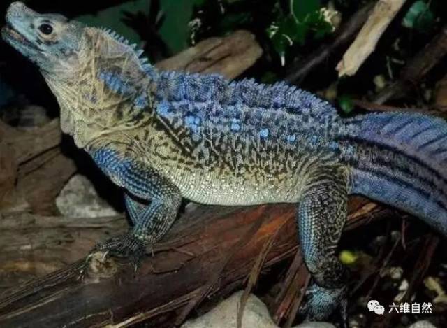 看似比科莫多巨蜥更凶猛的斑帆蜥 却是新兴的爬宠 印尼斑帆是保护动物吗 城发网