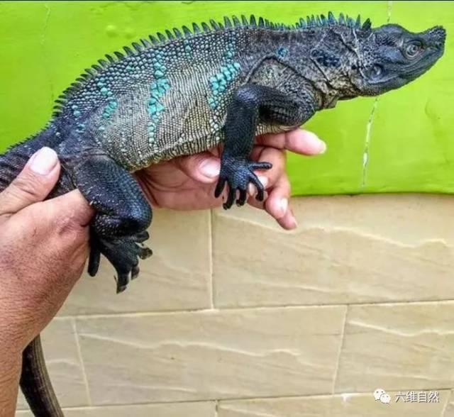 看似比科莫多巨蜥更凶猛的斑帆蜥 却是新兴的爬宠 印尼斑帆是保护动物吗 城发网