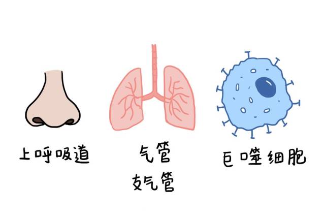 辟谣特工队 | 猫毛狗毛会被吸入呼吸道,引起相关疾病吗?