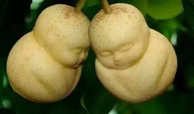 【植物地理】西游记中人参果存在吗?(附专题设计)