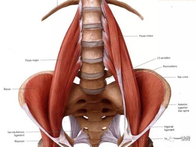 这髂腰肌哇,是髂肌和腰大肌两块,因为髂肌在腰