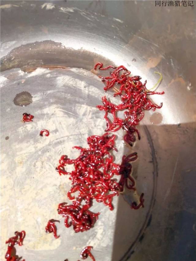 今天还是单挂红虫.个人感觉红虫里加入小米做成红虫拉效果更好.