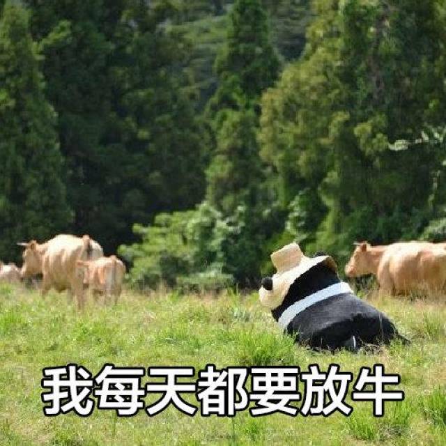 我每天都要放牛