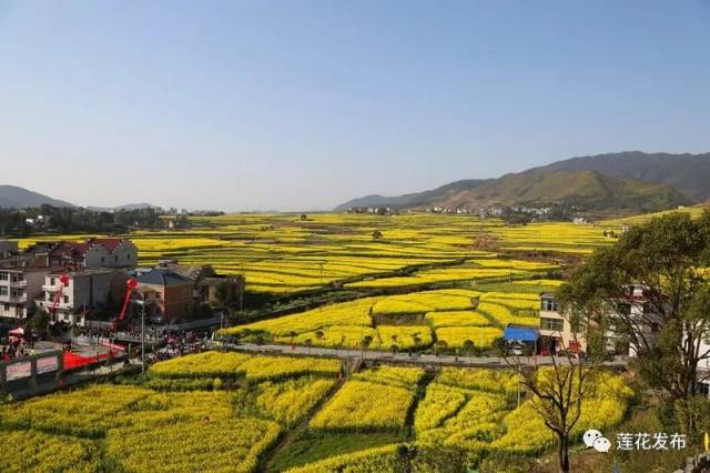 3月15日,蓮花縣第十屆油菜花文化旅遊節將在南嶺嶺水拉開帷幕.