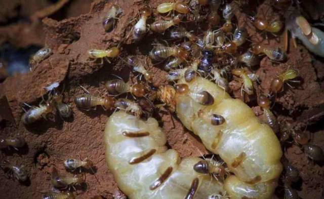 水库堤坝挖出10米长白蚁宫殿43对蚁王蚁后被捉最高寿的30岁了