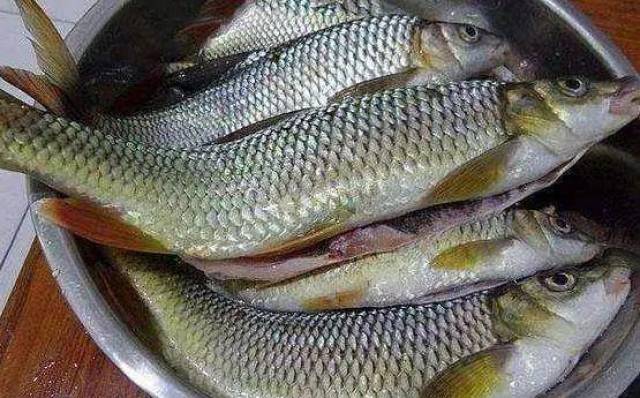 红尾鱼,红尾鱼是生长于长江以南的各种河流当中,食用它的时候不用去鳞