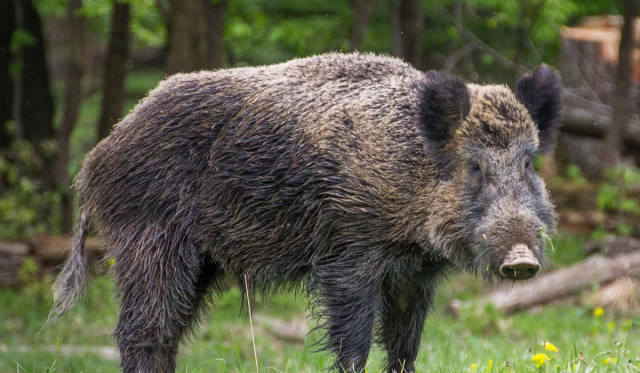 也是有动物能够威胁到它们的,一种是西伯利亚大棕熊,另外一种则是野猪