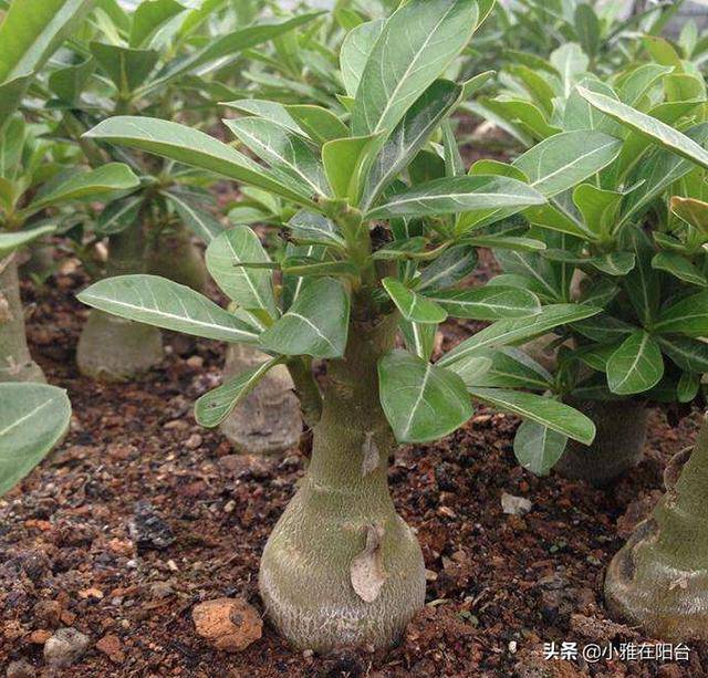 養沙漠玫瑰,盆裡加一把粗沙,枝幹壯,開花多10倍,長成一大棵