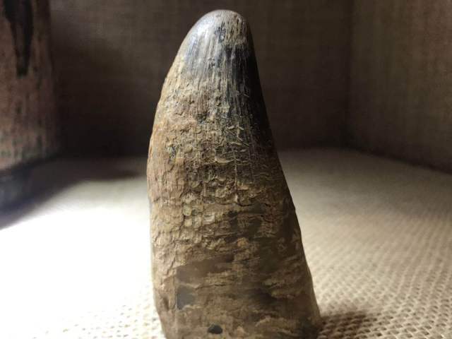 犀牛角现在的收藏价值有多大