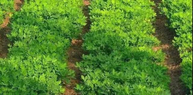 紫薇的种植技术有哪些