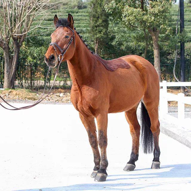 出售| 8匹优质好马在寻找他的主人