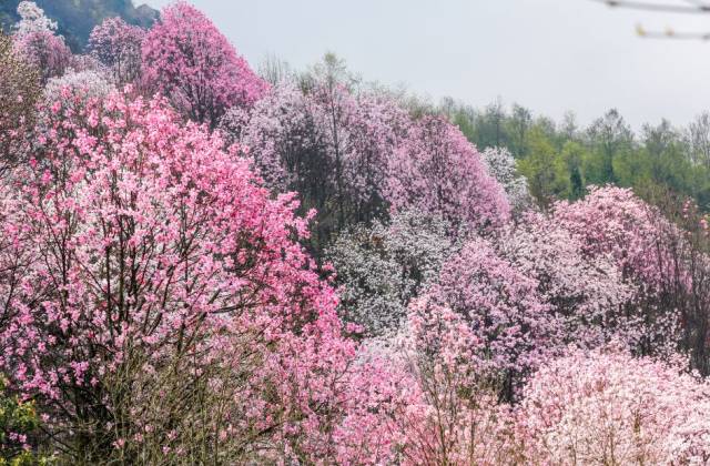 春风十里,不如辛夷花海盛开大地 在花溪景间这一绝佳观景点,看那辛夷