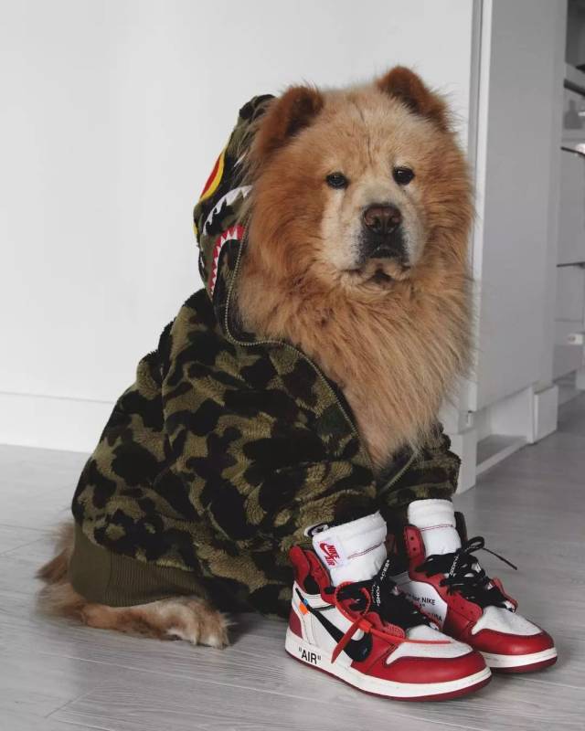 潮流壁纸|狗生赢家