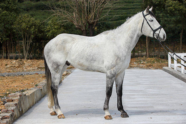 出售| 8匹优质好马在寻找他的主人