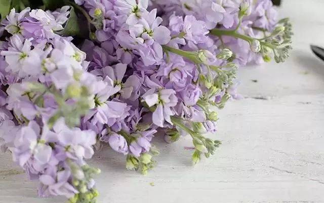 咏一朵枯萎的紫罗兰