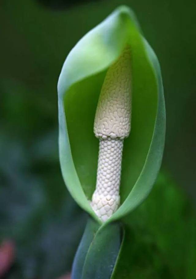 海芋,美若观音,却毒如蛇羯