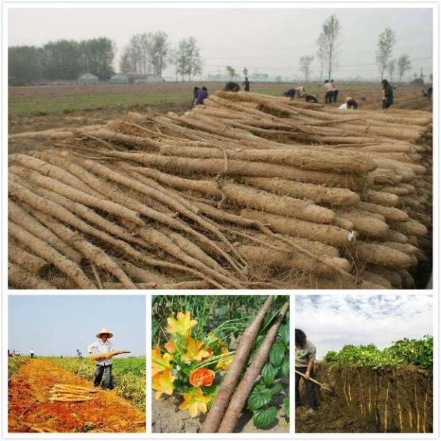 【行业新闻】《中国农资秀》《大丰收》联合推出|15集山药种植科普