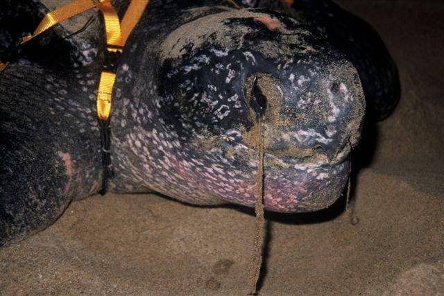 吓人!一嘴杀人齿的棱皮龟,竟被预言20年内被人类消灭