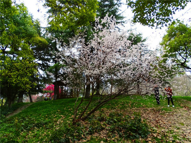 解放公園中國紅櫻花和山桃白花盛開