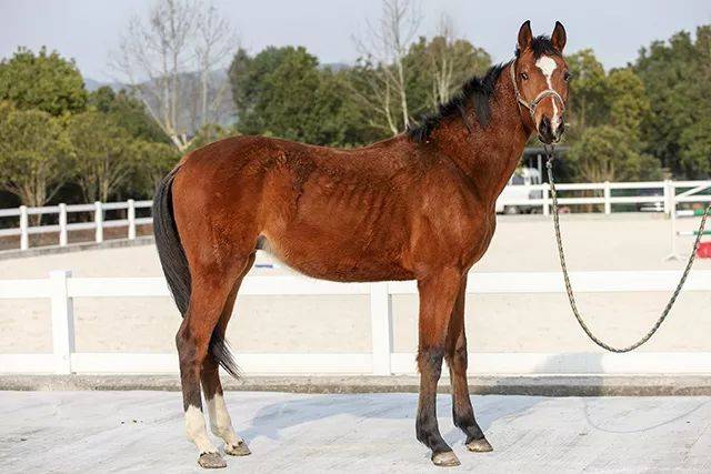 出售| 8匹优质好马在寻找他的主人_手机搜狐网