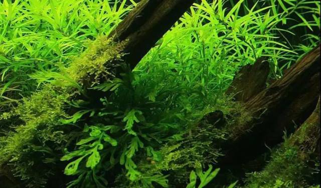 金鱼缸里适合添加什么水草 养金鱼买哪种水草好 人社网