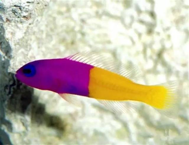 海水微缸生物挑选指南, 选对生物才能变得更美!