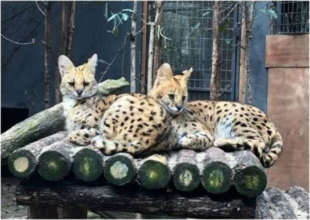 想不想了解薮                    周六,上海动物园的科普大讲坛喊你