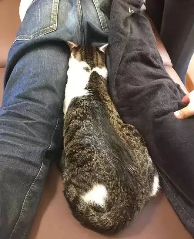 这家岛国猫咖不仅有23位热情的猫员工,还有猫提供让人脸红的"特殊服务