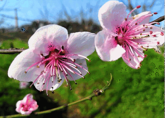 感觉甜蜜的油菜花,李花,梅花都看腻了各处的花儿就争相斗艳了临近三月