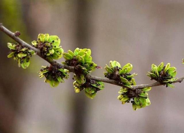 "二月的清明老了榆,三月清明榆不老",今年的清明农历几月?