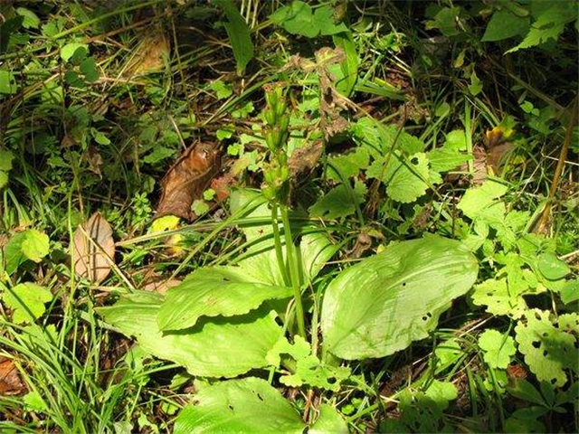 石头缝和灌木丛中,并且羊耳蒜个头也十分矮小,开花之前就像一个野草