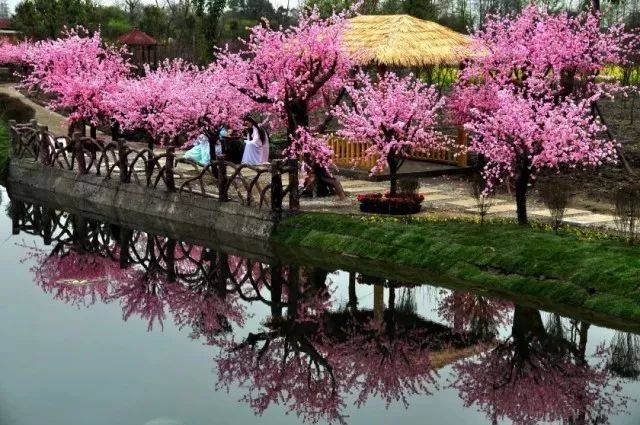 什邡花坞花海景区图片