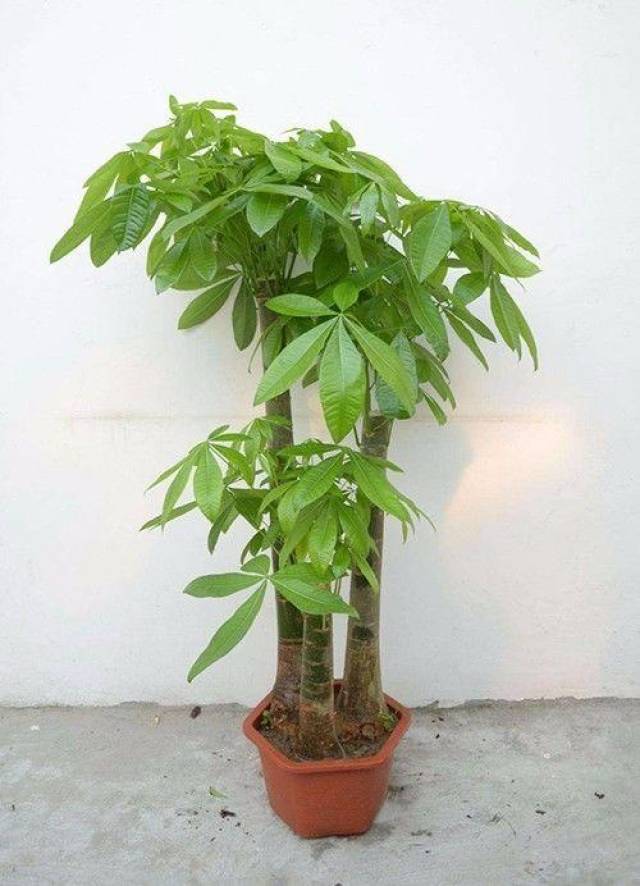 家里有发财树的,记住这几点,从不黄叶!_手机搜狐网