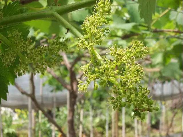 此期主要預防葡萄穗軸褐枯病和灰黴病,最常用的藥劑是多菌靈,撲海因