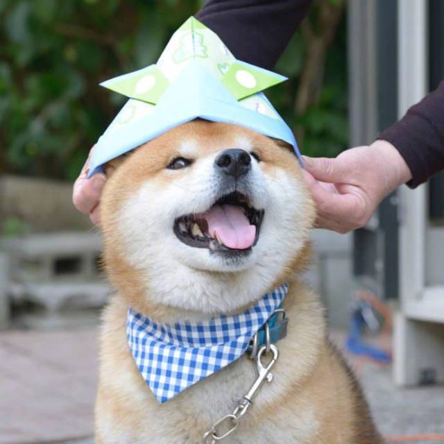 幽默图片搞笑段子二哈纯不纯首先要看蠢不蠢