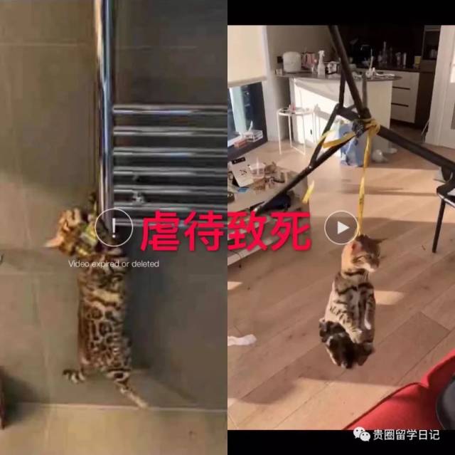 艺术生伦敦虐猫上热搜,中国父母溺爱出的人渣,正在被销往全世界