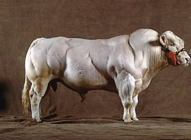 除了袋鼠,世界上还有一种非常著名的肌肉牛,它就是比利时蓝白花牛