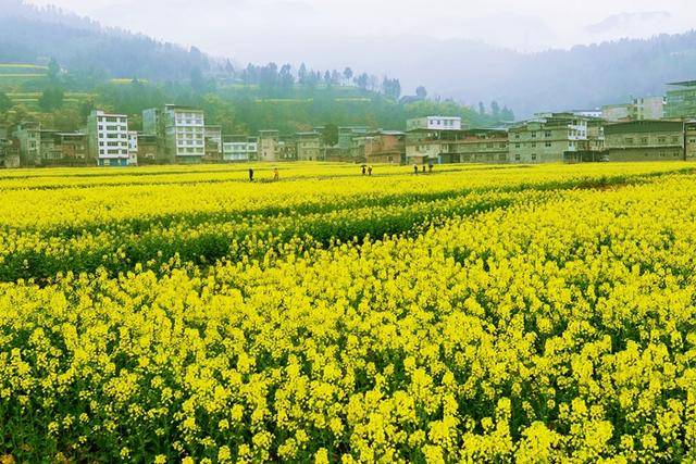 通江县第三届"新场油菜花海"文化旅游节将于3月16日开幕