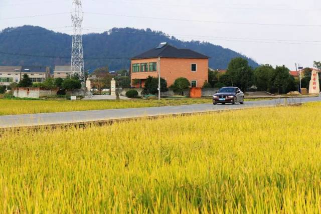 诸暨市枫桥镇杜黄新村 胡张伟 摄